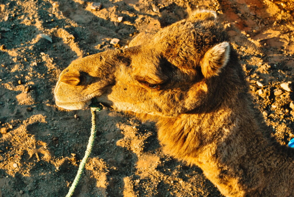 Camel in the Desert - Marrakech