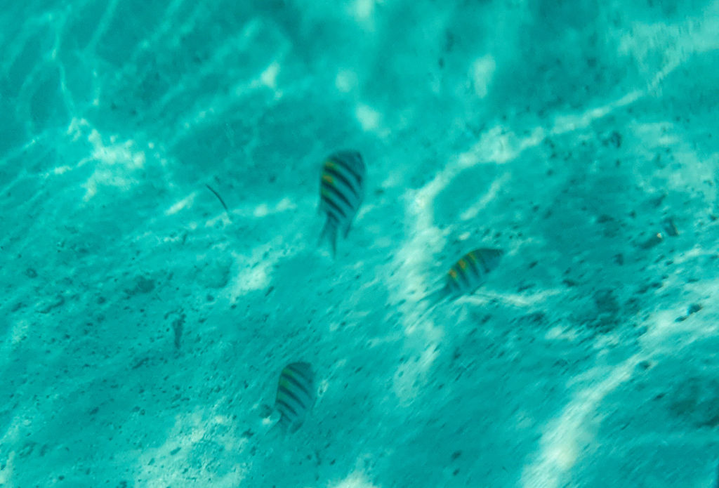 Snorkeling on Isla Mujeres