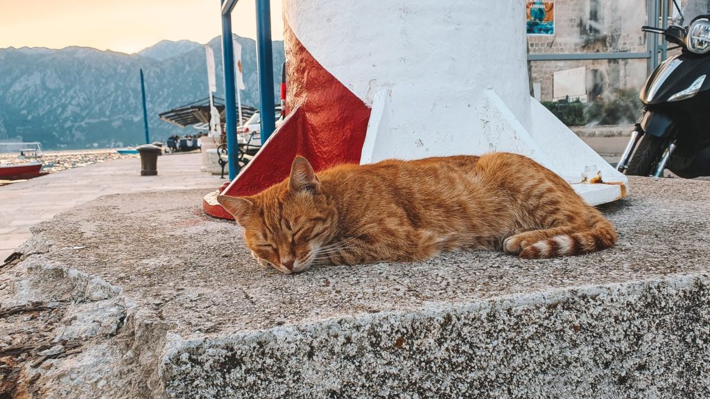 Cat sleeping, Kotor Bay