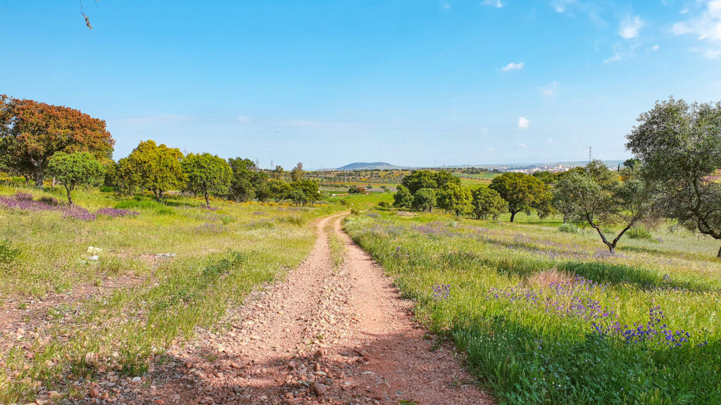 A dirt trail along the Via de la Plata Camino de Santiago cuts through wildflower fields and rolling green hills beneath a bright blue sky.