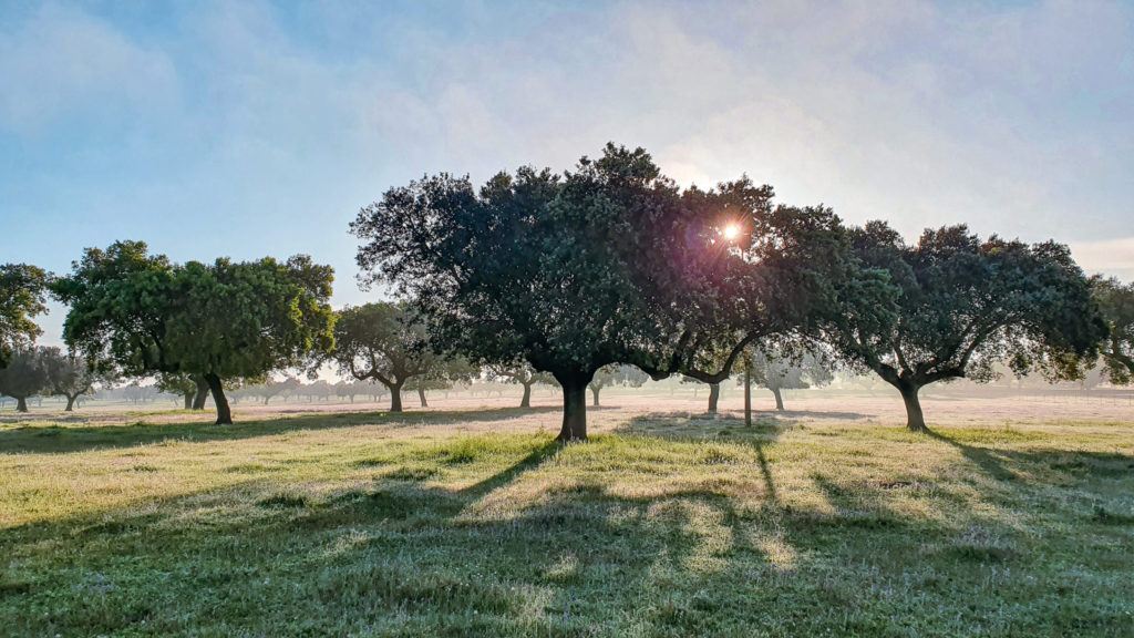 Morning sunlight filters through the branches of oak trees casting long shadows across a grassy meadow along the Via de la Plata. A light mist lingers in the air, creating a peaceful start to a Camino de Santiago walk.