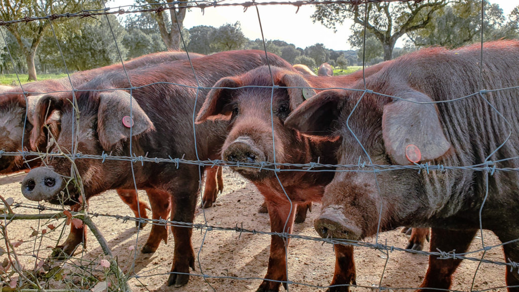 Cerdo ibérico - via de la Plata