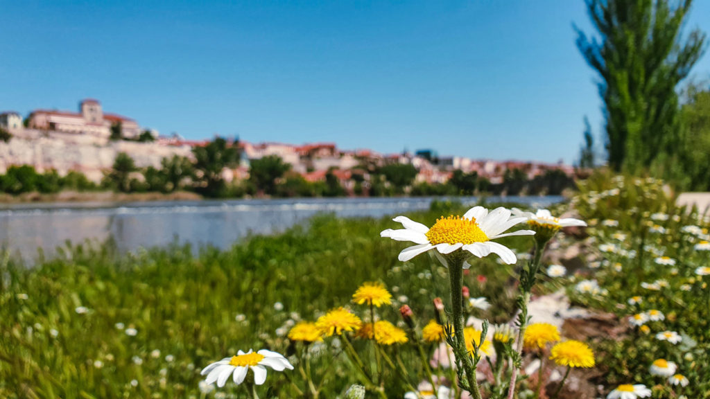 A flower field with a blurry background of a river and Zamora, Via de la Plata