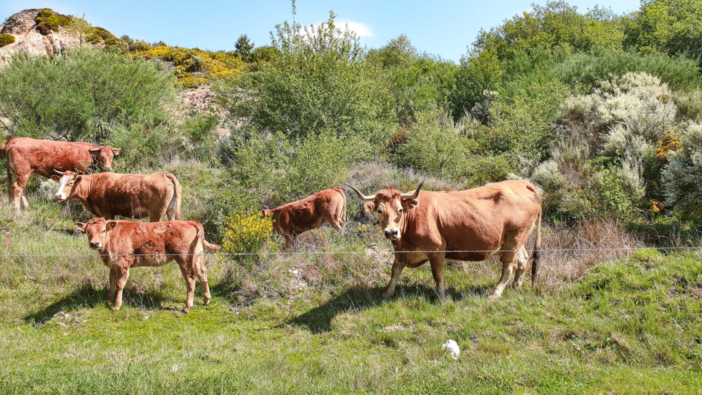 Cows staring at me on the Camino de Santiago from Sevilla