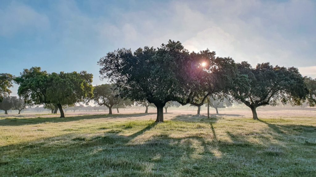Oliva de Plasencia to Aldeanueva del Camino