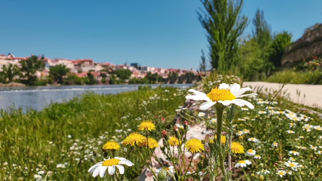 Villanueva de Campean to Zamora