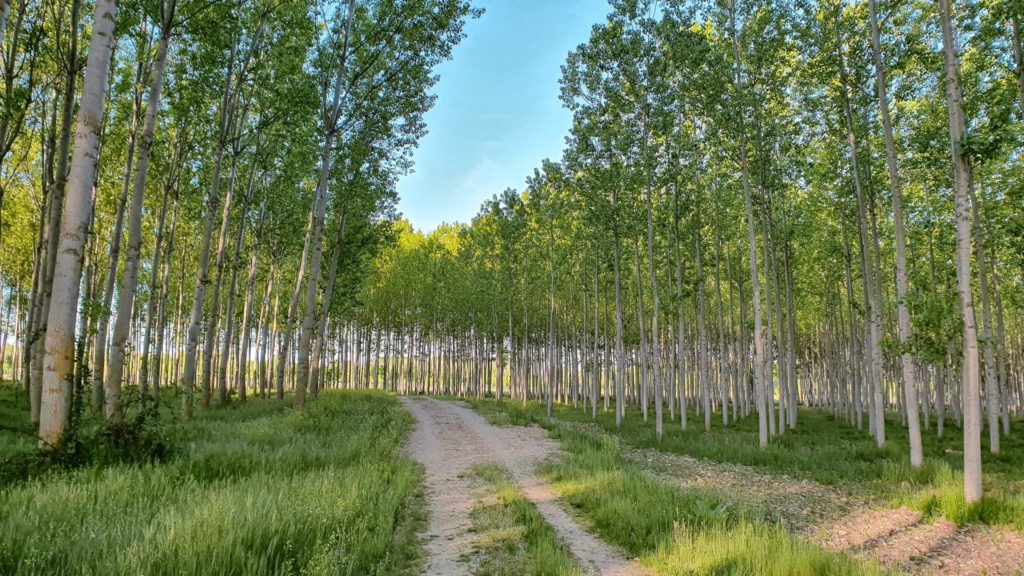 Santa Marta de Tera to Mombuey