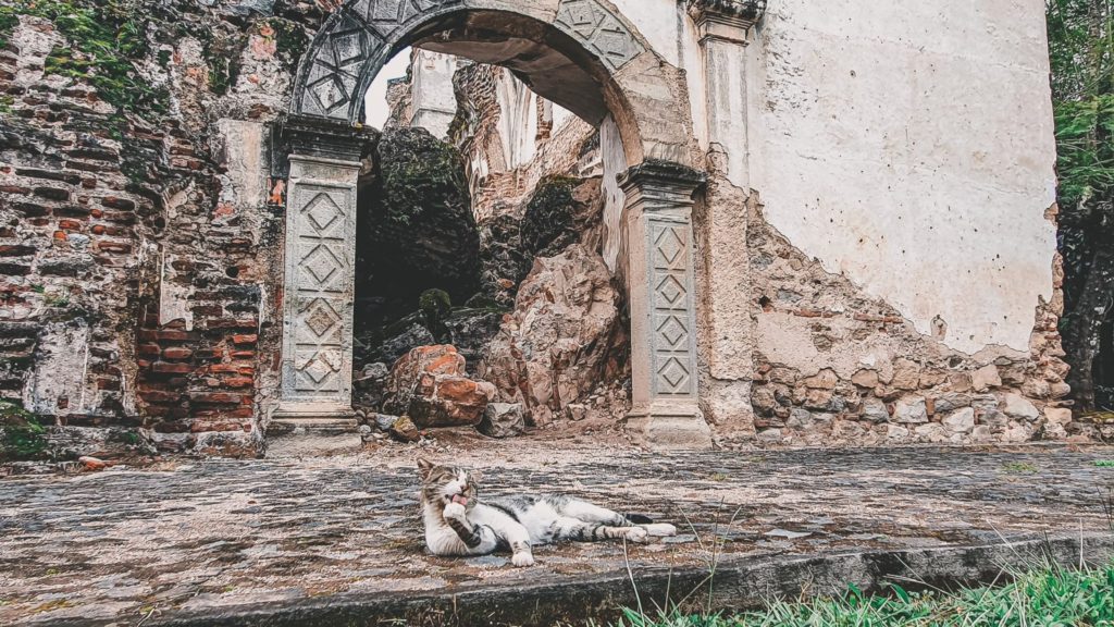 A cat cleaning its paw in front of a preserved arch among the ruins of a colonial church in Antigua Guatemala