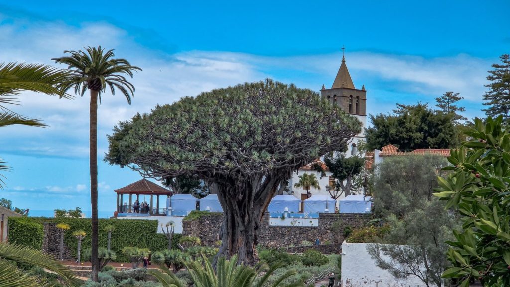 Icod de los Vinos, El Drago