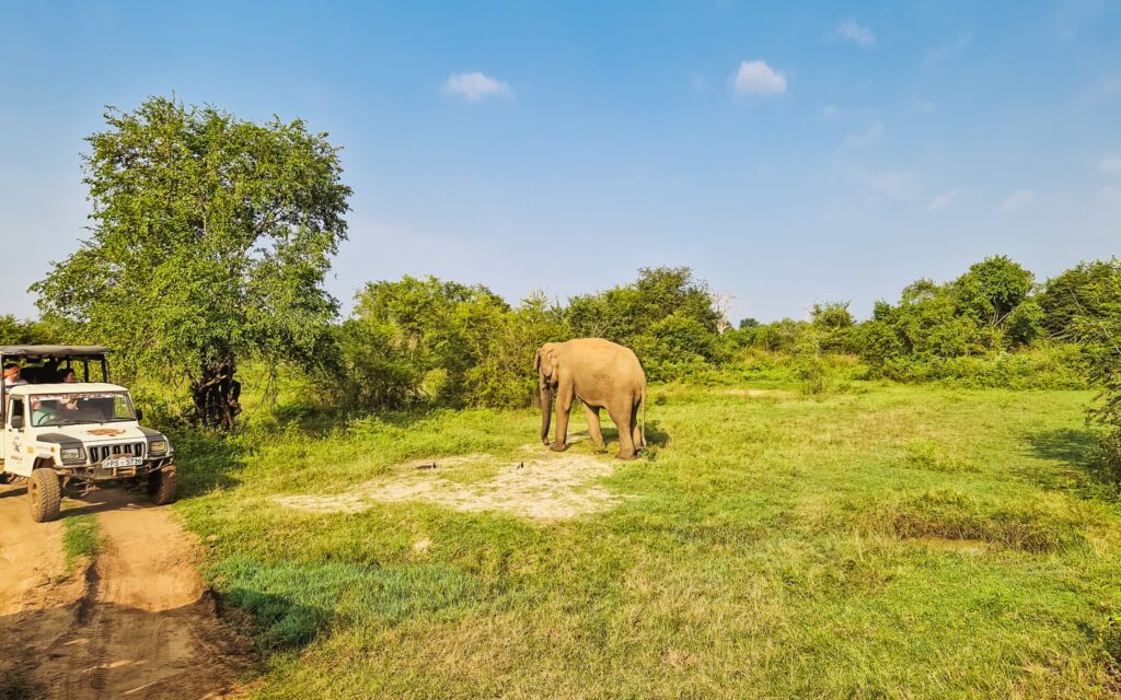 Udawalawe National Park