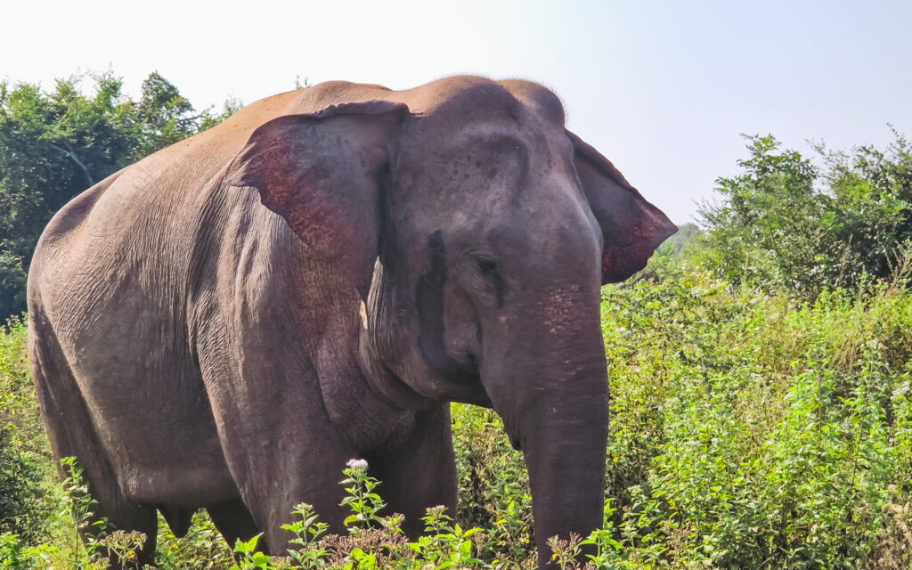 Elephant in Udawalawe National Park