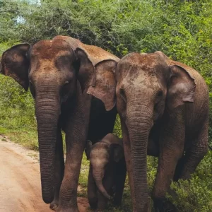 Elephants in Udawalawe NP Sri Lanka