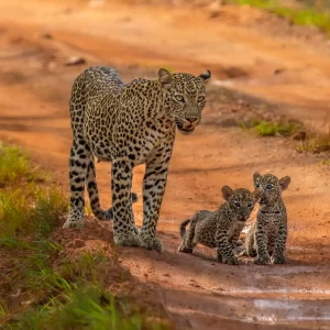 Leopards in Yala NP Sri Lanka