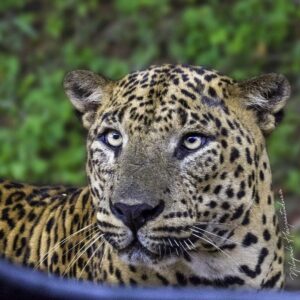 Yala NP Sri Lanka Leopard