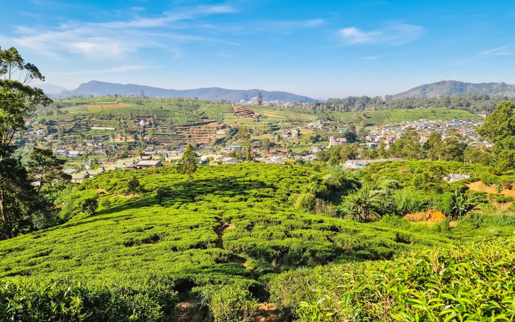 Tea plantation and houses in the background in Nuwara Eliya, Sri Lanka