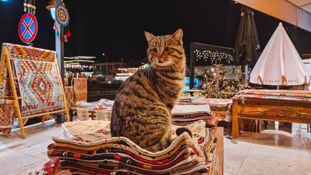 Cat at souvenir shop Cat at a souvenir shop in Goreme