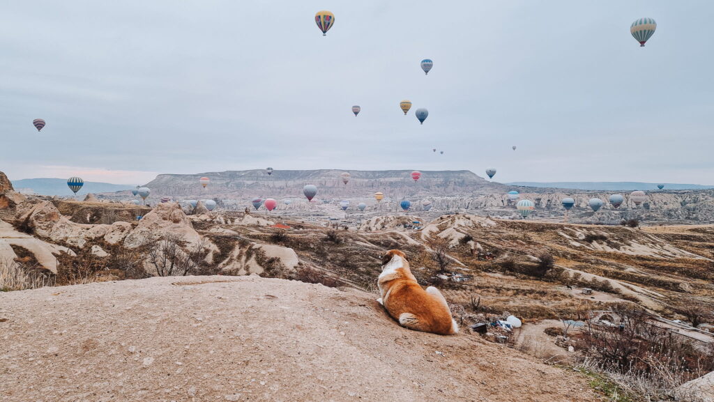 Dog and hot air balloons Watching the hot air balloons