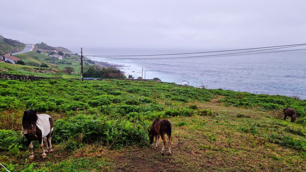Camino Portugués, Horses Horses grazing on a green hillside with the ocean to the right and a winding road in the background.