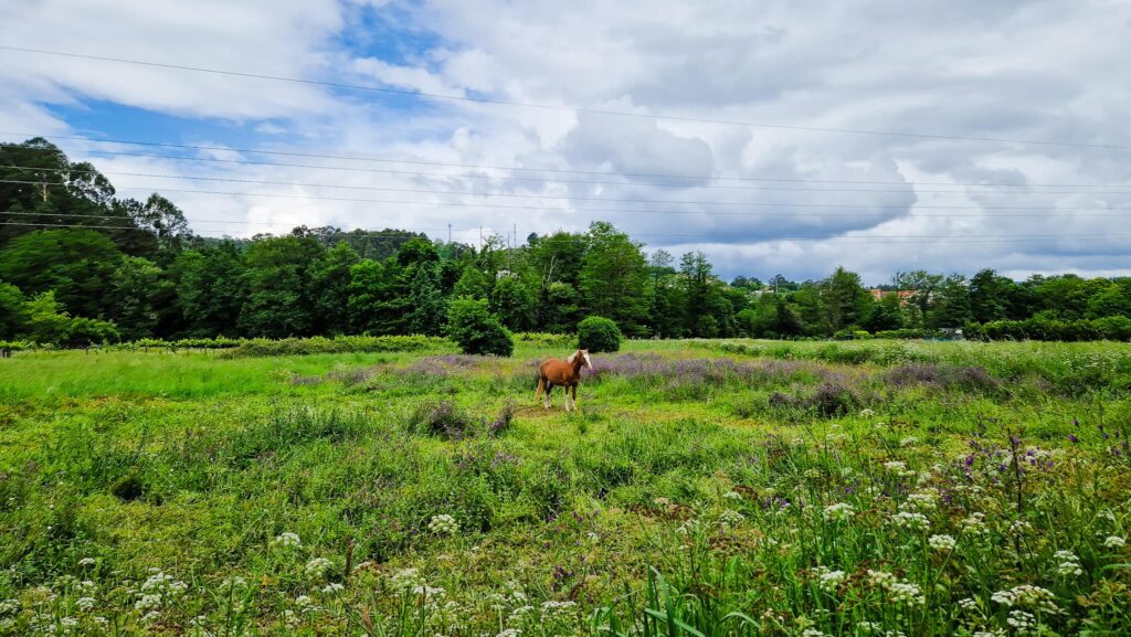 Camino Portugués - Day 9 Brown and white horse standing in a green meadow dotted with wildflowers under a cloudy blue sky.