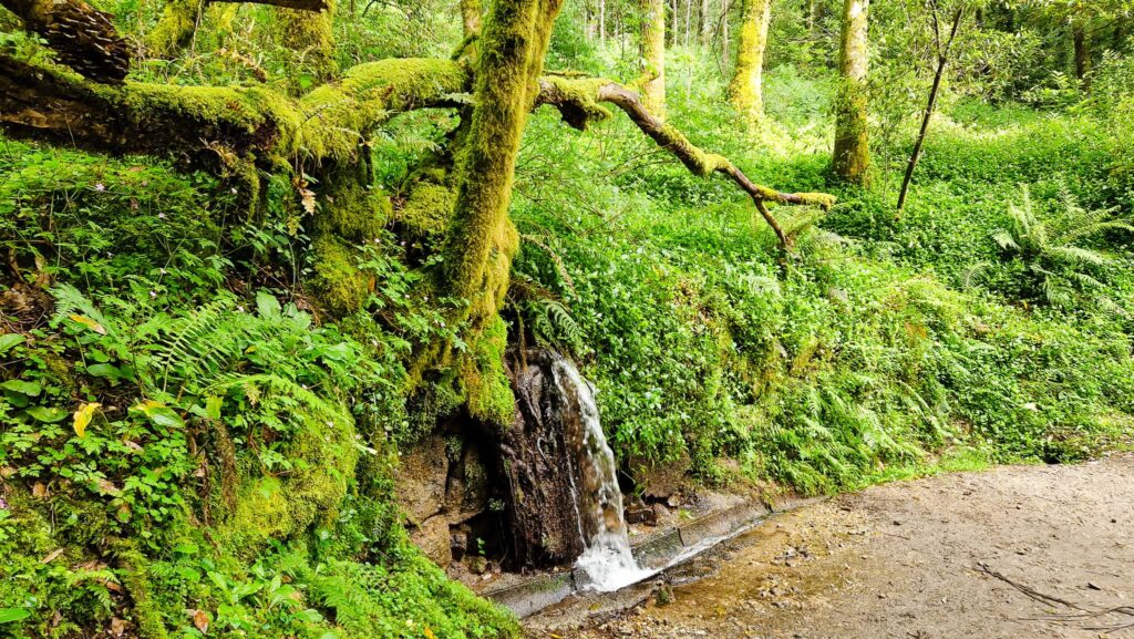 Camino Portugués - Day 11 Mossy forest scene with a small waterfall cascading over rocks beside a dirt path at the edge of a green, dense woodland