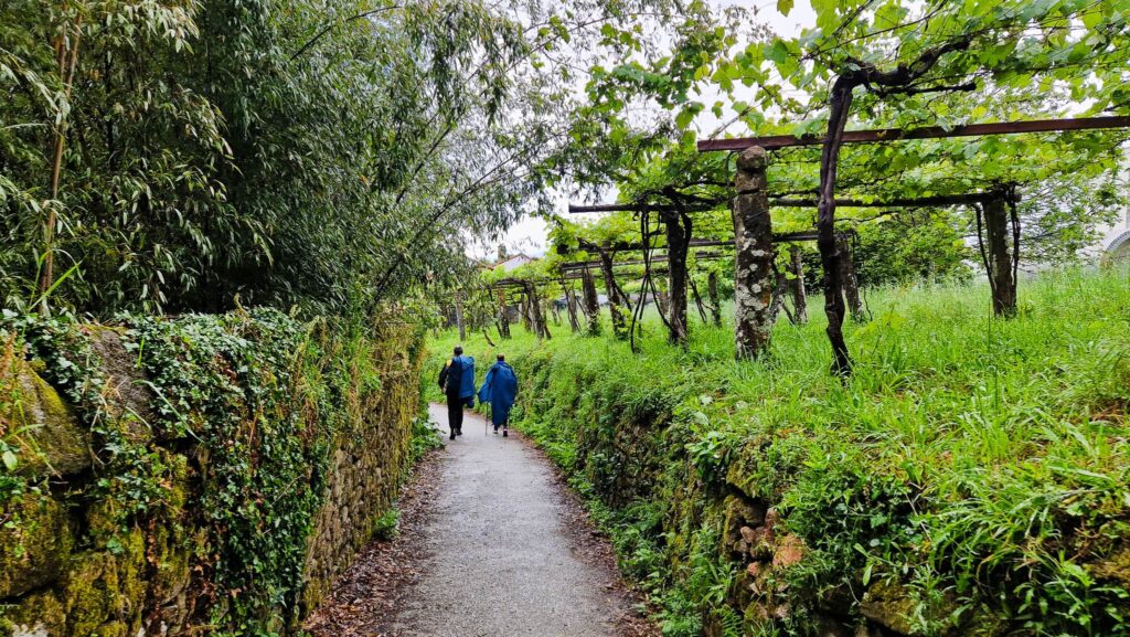 Camino Portugués - Pilgrims Two hikers in blue jackets walk along a narrow stone-walled path lined with lush green foliage and a leafy canopy above, Camino Portugués stages
