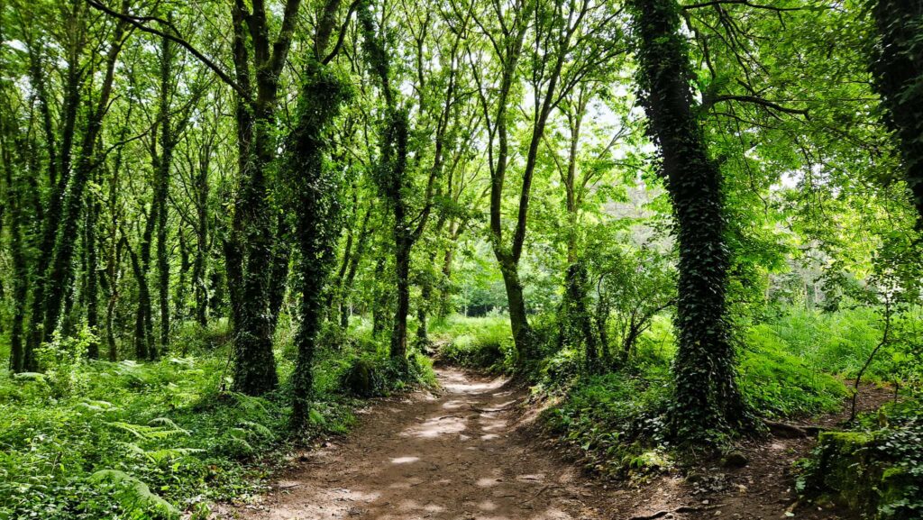 Camino Portugués - Woods Dirt path winding through a lush green forest with ivy-covered trees and dense undergrowth.