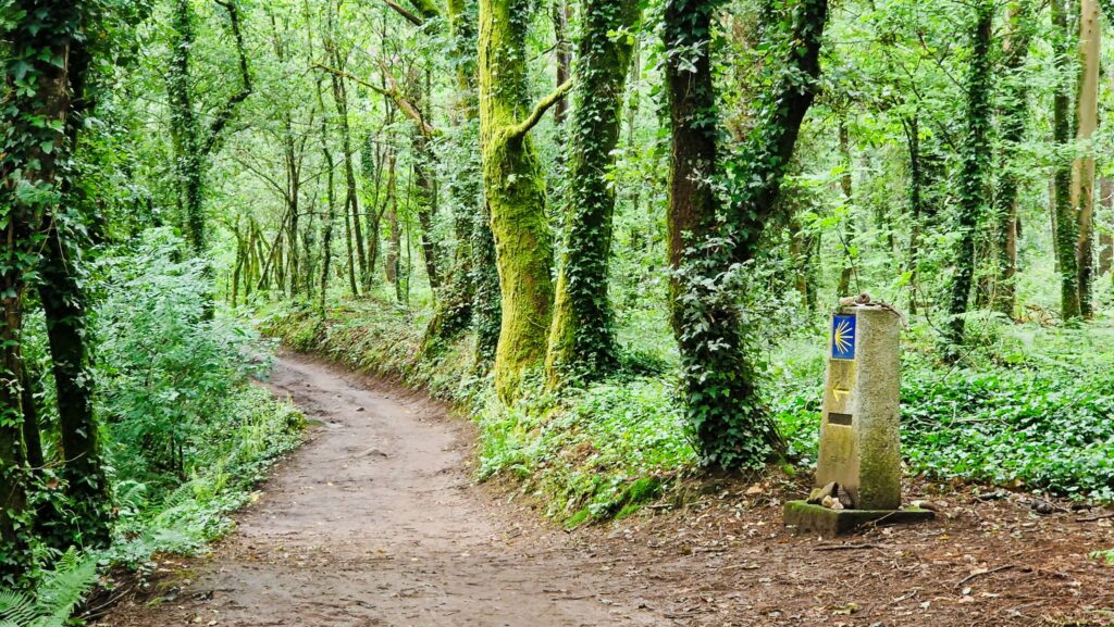Forest path winding through lush green trees and ivy-covered trunks, with a stone marker on the right showing a blue panel and yellow scallop shell symbol.