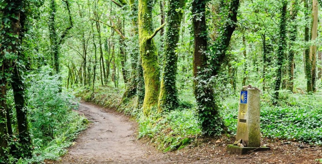 Forest path winding through dense, green woods with moss-covered trees and a stone milestone bearing a blue panel with a yellow scallop shell marker.