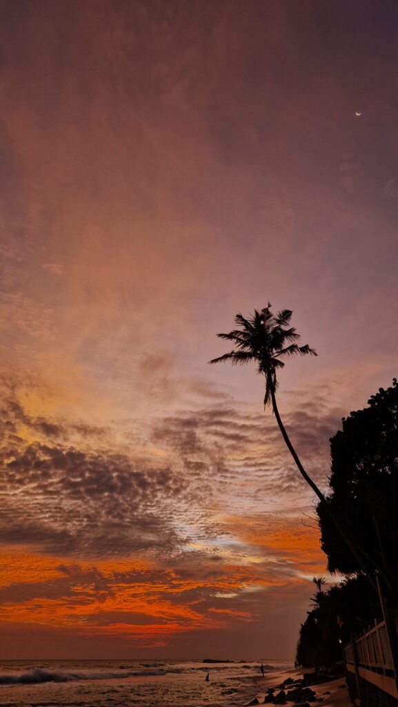 Sri Lanka, Coconut Beach Palm tree by the beach at sunset