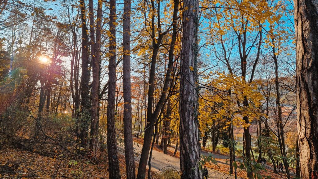 Brasov Under Tampa Fall foliage under Tampa mountain in Brasov, Romania