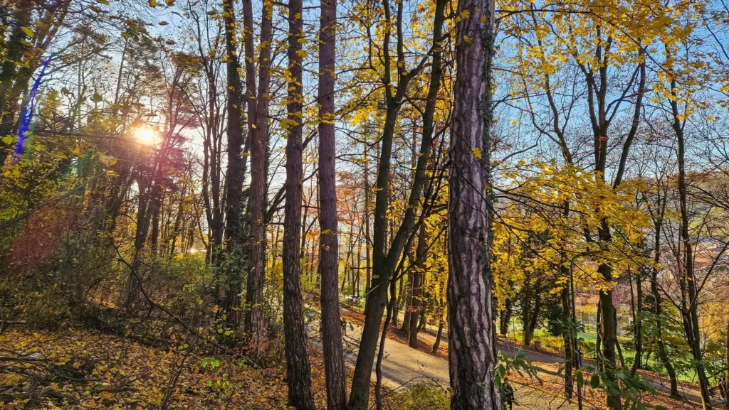 Brasov Fall Foliage Fall foliage in Brașov in autumn